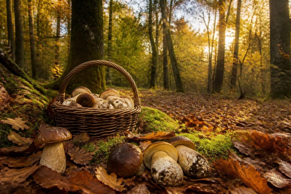 découvrez tout sur les cèpes en dordogne : saison, conseils de cueillette et actualités pour 2024-2025 afin de profiter pleinement de ce trésor gastronomique.